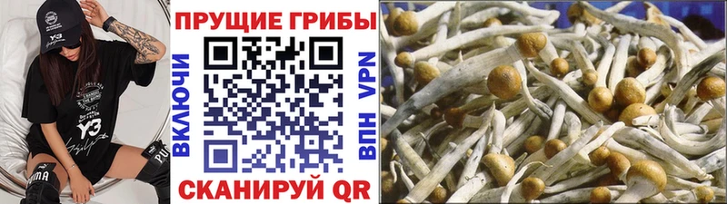 МЕГА зеркало  Буйнакск  Псилоцибиновые грибы мухоморы 